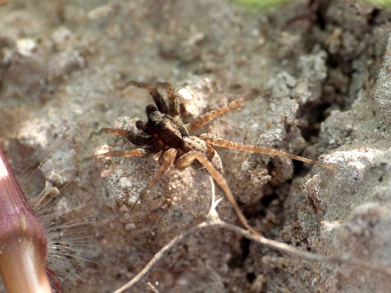 Pardosa di piccole dimensioni sul fiume - S. Teresa G. (OT)